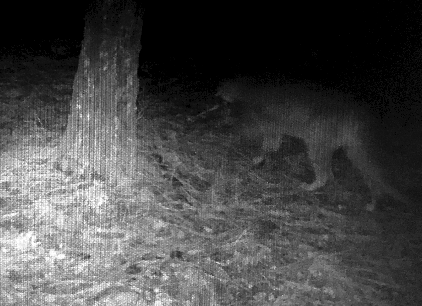 Cougar Caught on Game Camera